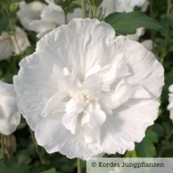 Duo-Gartenhibiskus 'White Chiffon®' Und 'Pink Chiffon®', Weiß + Pink, 5 Lt. Topf -Garten Atmos Verkaufsgeschäft 0410900500 Hibiscus White Chiffon 76688 1