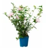 Garten-Hibiskus 'Pink Chiffon®', Rosa, 40-60 Cm Hoch, Topf 5 L -Garten Atmos Verkaufsgeschäft 0410900545 Hibiscus Pink Chiffon 2 114010
