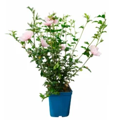 Garten-Hibiskus 'Pink Chiffon®', Rosa, 40-60 Cm Hoch, Topf 5 L