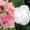 Duo-Gartenhibiskus 'White Chiffon®' Und 'Pink Chiffon®', Weiß + Pink, 5 Lt. Topf