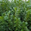 Kirschlorbeer 'Novita', Höhe 80-125 Cm, Topf 7 Liter 2 Kirschlorbeer 'Novita', Höhe 80-125 Cm, Topf 7 Liter -Garten Atmos Verkaufsgeschäft 0410950306 Koelle Prunus laur Novita 88577