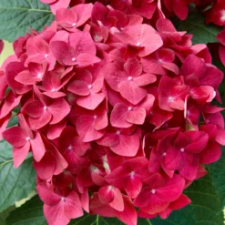 Ballhortensien In 4 Farben, 4er-Set, Höhe 30-40 Cm, Topf 4 Liter (Pflanzware) 11 Ballhortensien In 4 Farben, 4er-Set, Höhe 30-40 Cm, Topf 4 Liter (Pflanzware) -Garten Atmos Verkaufsgeschäft 0415100309 KB Hydrangea mac Ball rot Co 5 lt x 53869