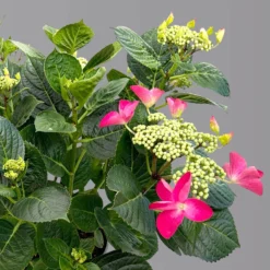 Kölle Tellerhortensie, Hydrangea Macropylla, Rot, Im 5 Lt. Topf 9 Kölle Tellerhortensie, Hydrangea Macropylla, Rot, Im 5 Lt. Topf -Garten Atmos Verkaufsgeschäft 0415100671 hydrangea mac teller rot 4 125091