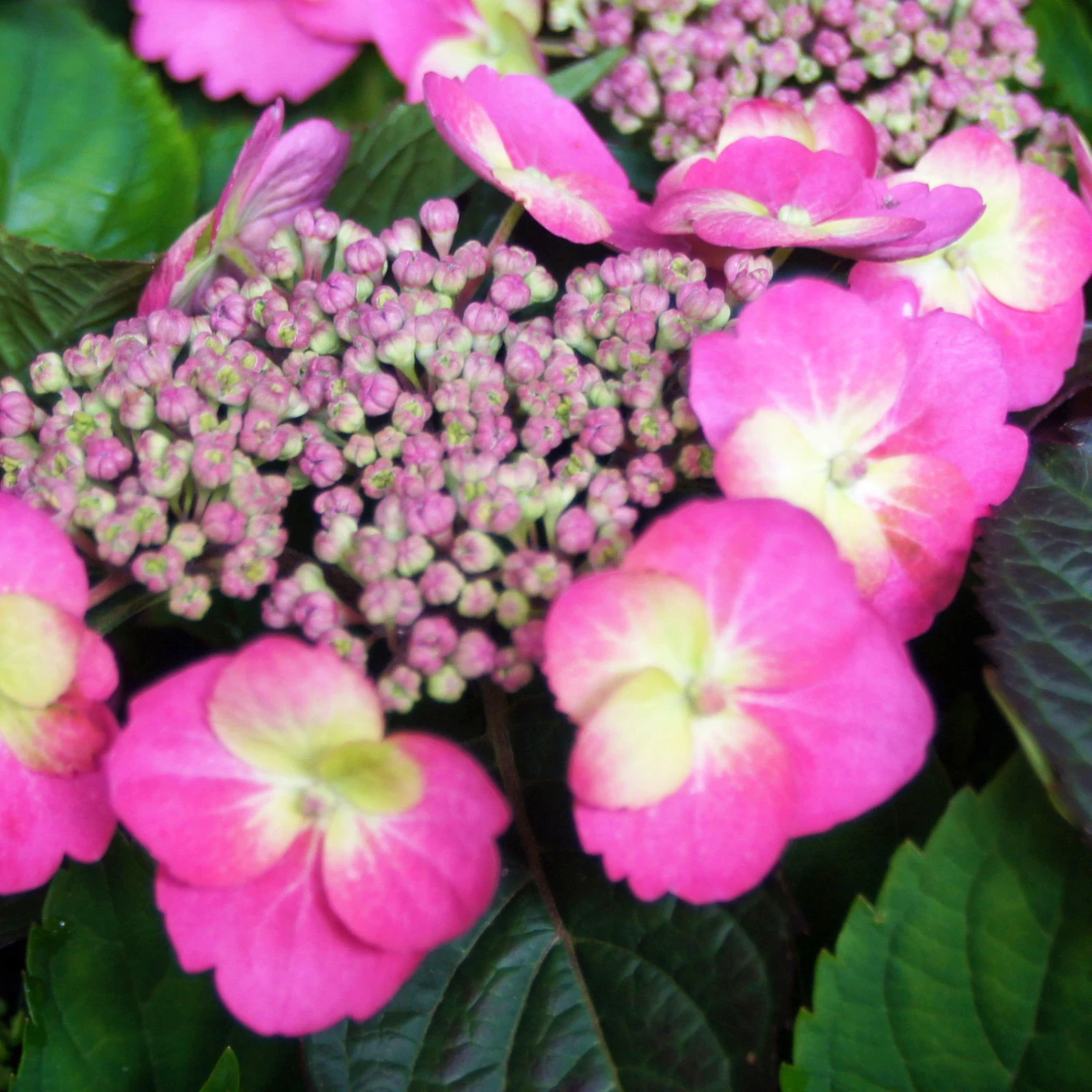 Tellerhortensie Flair & Flavours(R) 'Cotton Candy®', 3er-Set, Rosa, Topf 5 Liter 4 Tellerhortensie Flair & Flavours(R) 'Cotton Candy®', 3er-Set, Rosa, Topf 5 Liter – Bild 2