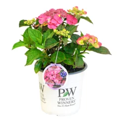 Tellerhortensie Flair & Flavours(R) 'Cotton Candy®', 3er-Set, Rosa, Topf 5 Liter 11 Tellerhortensie Flair & Flavours(R) 'Cotton Candy®', 3er-Set, Rosa, Topf 5 Liter -Garten Atmos Verkaufsgeschäft 0415100823 Hydrangea mac Cotton Candy 3er Set 3 109217