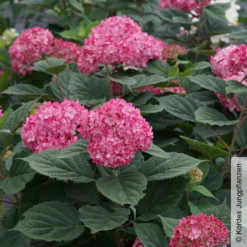 Rosarote Schneeballhortensie 'Ruby Annabelle'®, Rosarot, Topf 5 Liter