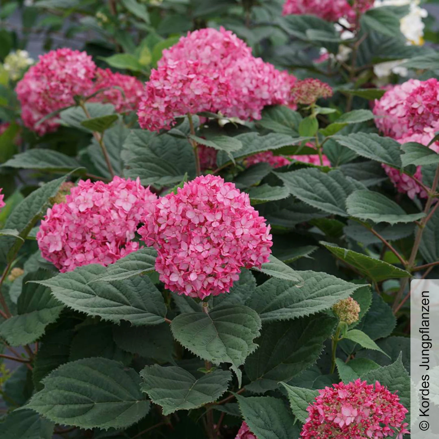 Rosarote Schneeballhortensie 'Ruby Annabelle'®, Rosarot, Topf 5 Liter 3 Rosarote Schneeballhortensie 'Ruby Annabelle'®, Rosarot, Topf 5 Liter