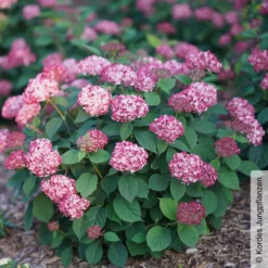 Rosarote Schneeballhortensie 'Ruby Annabelle'®, Rosarot, Topf 5 Liter 8 Rosarote Schneeballhortensie 'Ruby Annabelle'®, Rosarot, Topf 5 Liter -Garten Atmos Verkaufsgeschäft 0415300397 Hydrangea arbor Ruby Annabelle 2 105219 1