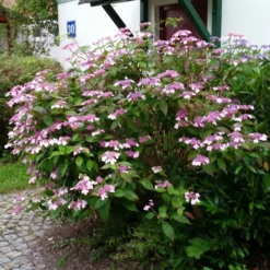 Japanische Berg-Hortensien 'Blue Deckle' & 'Blue Bird', 2er-Set, Topf 4 Liter 12 Japanische Berg-Hortensien 'Blue Deckle' & 'Blue Bird', 2er-Set, Topf 4 Liter -Garten Atmos Verkaufsgeschäft 0415500167 Hydrangea serrata Blue Deckle Blue Bird 3 104399 1