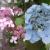 Japanische Berg-Hortensien 'Blue Deckle' & 'Blue Bird', 2er-Set, Topf 4 Liter -Garten Atmos Verkaufsgeschäft 0415500167 Hydrangea serrata Blue Deckle Blue Bird 104396