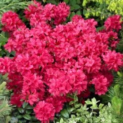 Japanische Azaleen, 3er-Set, Topf Je 5 Liter -Garten Atmos Verkaufsgeschäft 0420100475 Kollektion Azalea japonica 1 1 60509