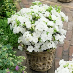 Japanische Azaleen, 3er-Set, Topf Je 5 Liter -Garten Atmos Verkaufsgeschäft 0420100475 Kollektion Azalea japonica 2 1 60508