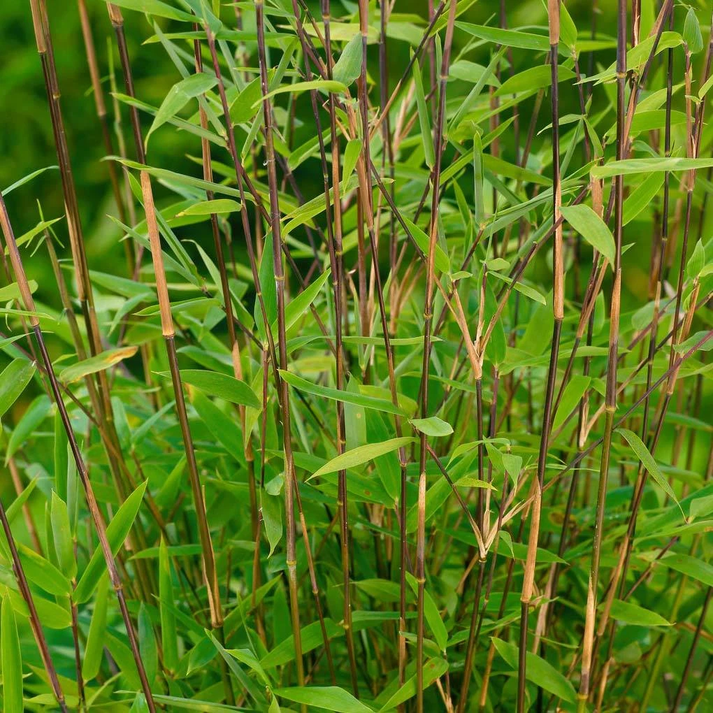 Mein Bambusgarten, 10er-Set, Immergrün, Höhe Ca. 80 Cm, Topf 7,5/10 Liter 13 Mein Bambusgarten, 10er-Set, Immergrün, Höhe Ca. 80 Cm, Topf 7,5/10 Liter – Bild 11