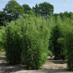 Mein Bambusgarten, 10er-Set, Immergrün, Höhe Ca. 80 Cm, Topf 7,5/10 Liter 26 Mein Bambusgarten, 10er-Set, Immergrün, Höhe Ca. 80 Cm, Topf 7,5/10 Liter -Garten Atmos Verkaufsgeschäft 0425100161 Bambus Kollektion Jiuhaigou 80 100 7 5l Topf 02 48724