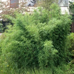 Mein Bambusgarten, 10er-Set, Immergrün, Höhe Ca. 80 Cm, Topf 7,5/10 Liter 27 Mein Bambusgarten, 10er-Set, Immergrün, Höhe Ca. 80 Cm, Topf 7,5/10 Liter -Garten Atmos Verkaufsgeschäft 0425100161 Bambus Kollektion Jiuhaigou 80 100 7 5l Topf 03 48725