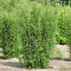 Mein Bambusgarten, 10er-Set, Immergrün, Höhe Ca. 80 Cm, Topf 7,5/10 Liter 25 Mein Bambusgarten, 10er-Set, Immergrün, Höhe Ca. 80 Cm, Topf 7,5/10 Liter -Garten Atmos Verkaufsgeschäft 0425100161 Bambus Kollektion Jiuhaigou 80 100 7 5l Topf 48722