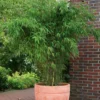 Bambus-Hecken-Set Fargesia 'Jumbo', 20er-Set, Höhe 60-80 Cm, Topf 7,5 Liter -Garten Atmos Verkaufsgeschäft 0425100167 Bambus Kollektion Jumbo 60493