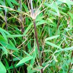 Schwarzer Gartenbambus 'Black Pearl', 20er-Set, Höhe 80-100 Cm, Topf 10 Liter