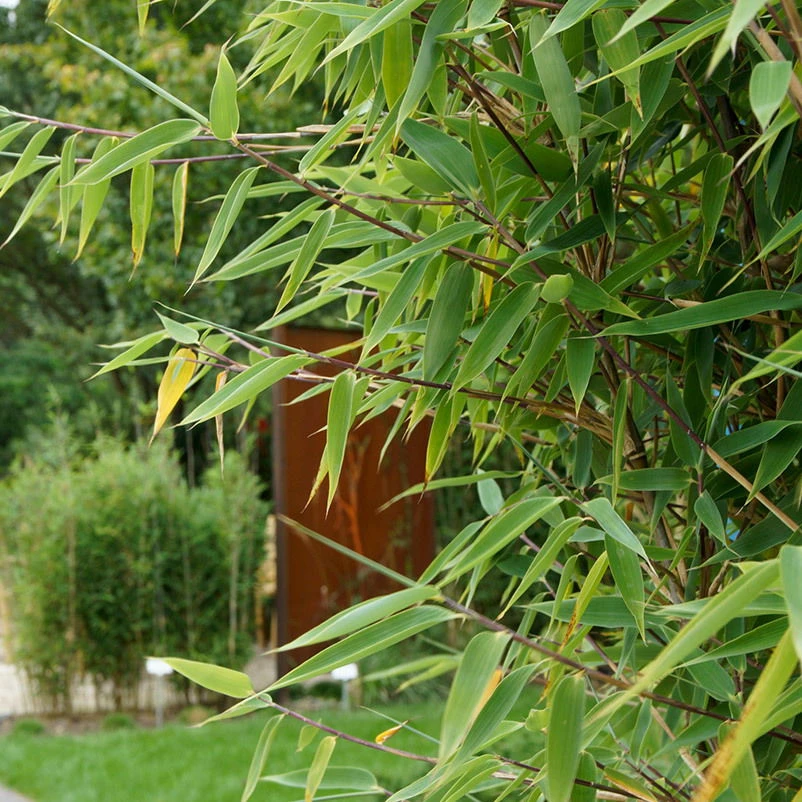 25er-Set Fargesia Spathacea "Red Zebra"®, Zebrabambus, Höhe 80-100 Cm, Im 10 Liter Topf 3 25er-Set Fargesia Spathacea "Red Zebra"®, Zebrabambus, Höhe 80-100 Cm, Im 10 Liter Topf