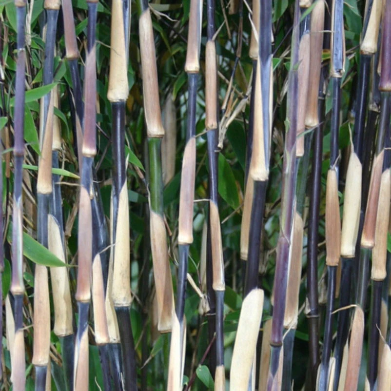 25er-Set Fargesia Spathacea "Red Zebra"®, Zebrabambus, Höhe 80-100 Cm, Im 10 Liter Topf 4 25er-Set Fargesia Spathacea "Red Zebra"®, Zebrabambus, Höhe 80-100 Cm, Im 10 Liter Topf – Bild 2