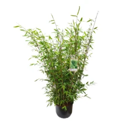 Garten Atmos Verkaufsgeschäft 16 Garten Atmos Verkaufsgeschäft -Garten Atmos Verkaufsgeschäft 0425100343 0425100344 0425100345 0425100346 0425100347 0425100348 0425100349 Fargesia Hybr Winter Joy 2 105051 2