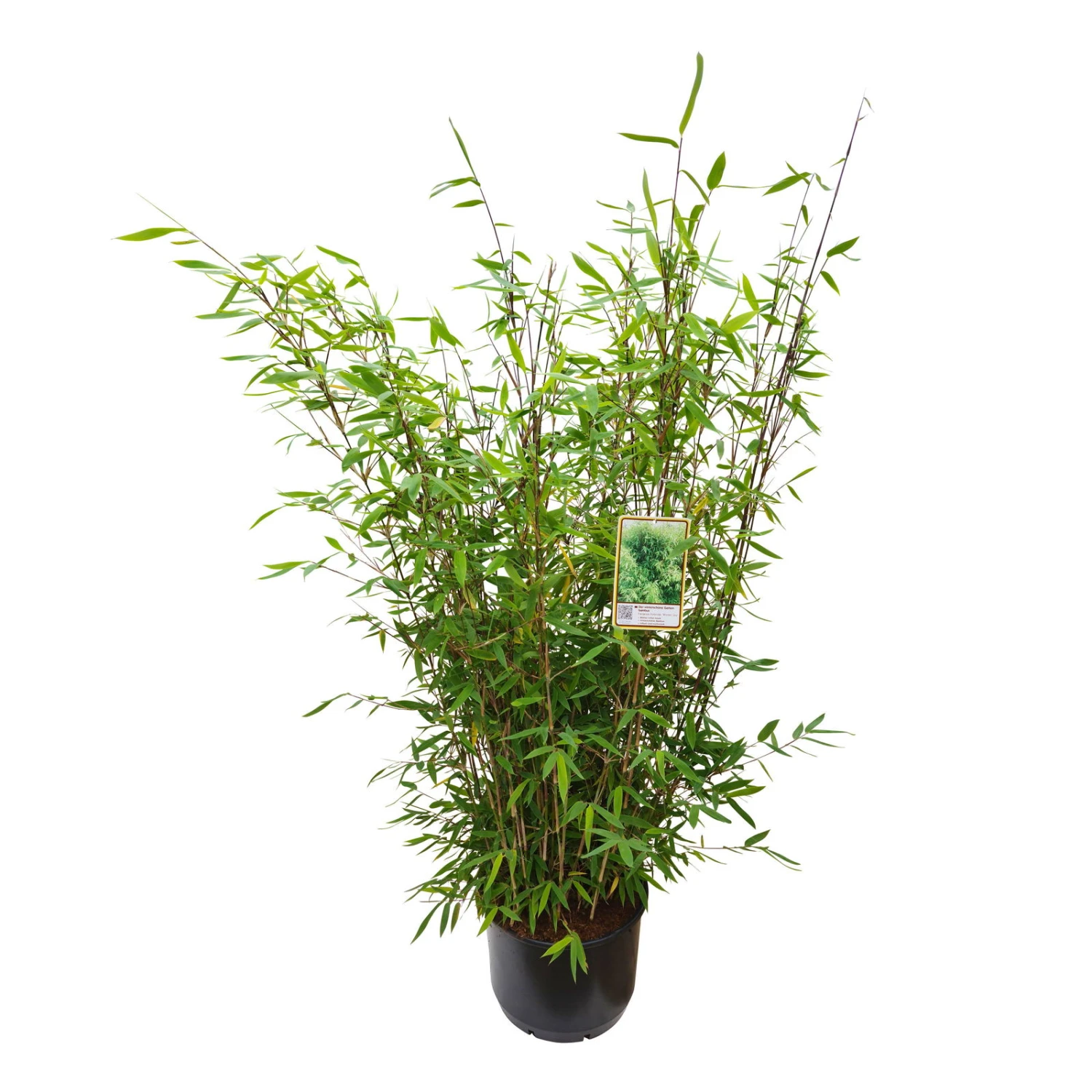 Gartenbambus 'Winter Joy', 10er-Set, Topf 10 Liter 4 Gartenbambus 'Winter Joy', 10er-Set, Topf 10 Liter – Bild 2