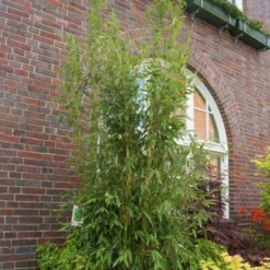 Mein Bambusgarten, 10er-Set, Immergrün, Höhe Ca. 80 Cm, Topf 7,5/10 Liter 32 Mein Bambusgarten, 10er-Set, Immergrün, Höhe Ca. 80 Cm, Topf 7,5/10 Liter -Garten Atmos Verkaufsgeschäft 0425100350 Fargesia mur Maasai 103957 2