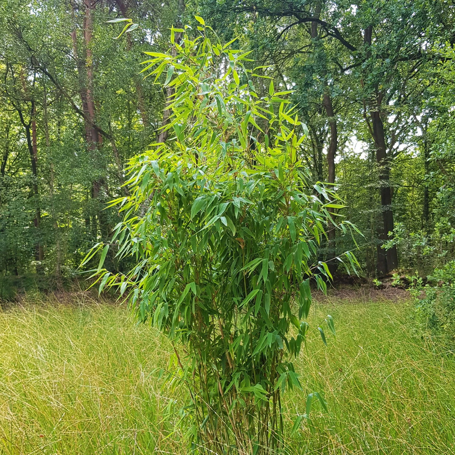 Mein Bambusgarten, 10er-Set, Immergrün, Höhe Ca. 80 Cm, Topf 7,5/10 Liter 16 Mein Bambusgarten, 10er-Set, Immergrün, Höhe Ca. 80 Cm, Topf 7,5/10 Liter – Bild 14