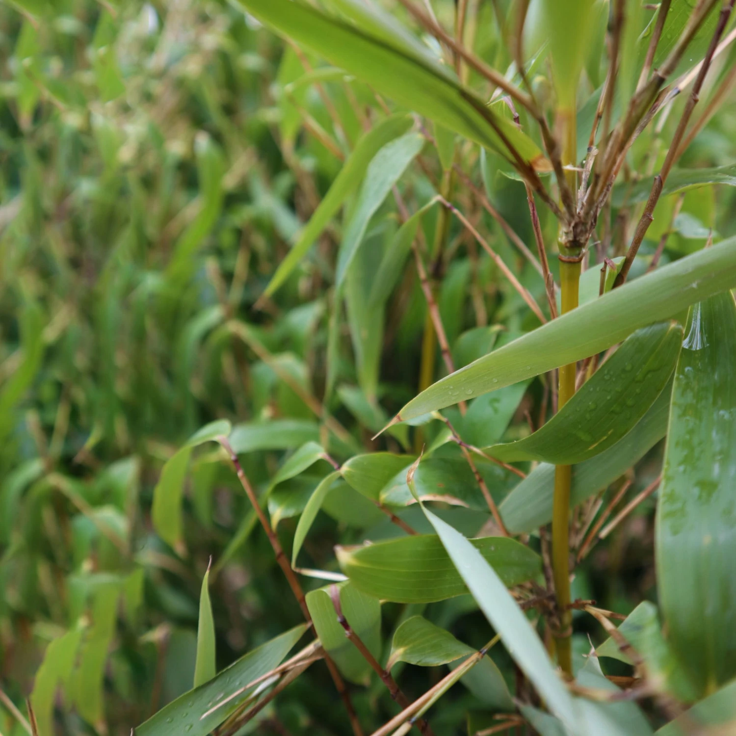Mein Bambusgarten, 10er-Set, Immergrün, Höhe Ca. 80 Cm, Topf 7,5/10 Liter 19 Mein Bambusgarten, 10er-Set, Immergrün, Höhe Ca. 80 Cm, Topf 7,5/10 Liter – Bild 17