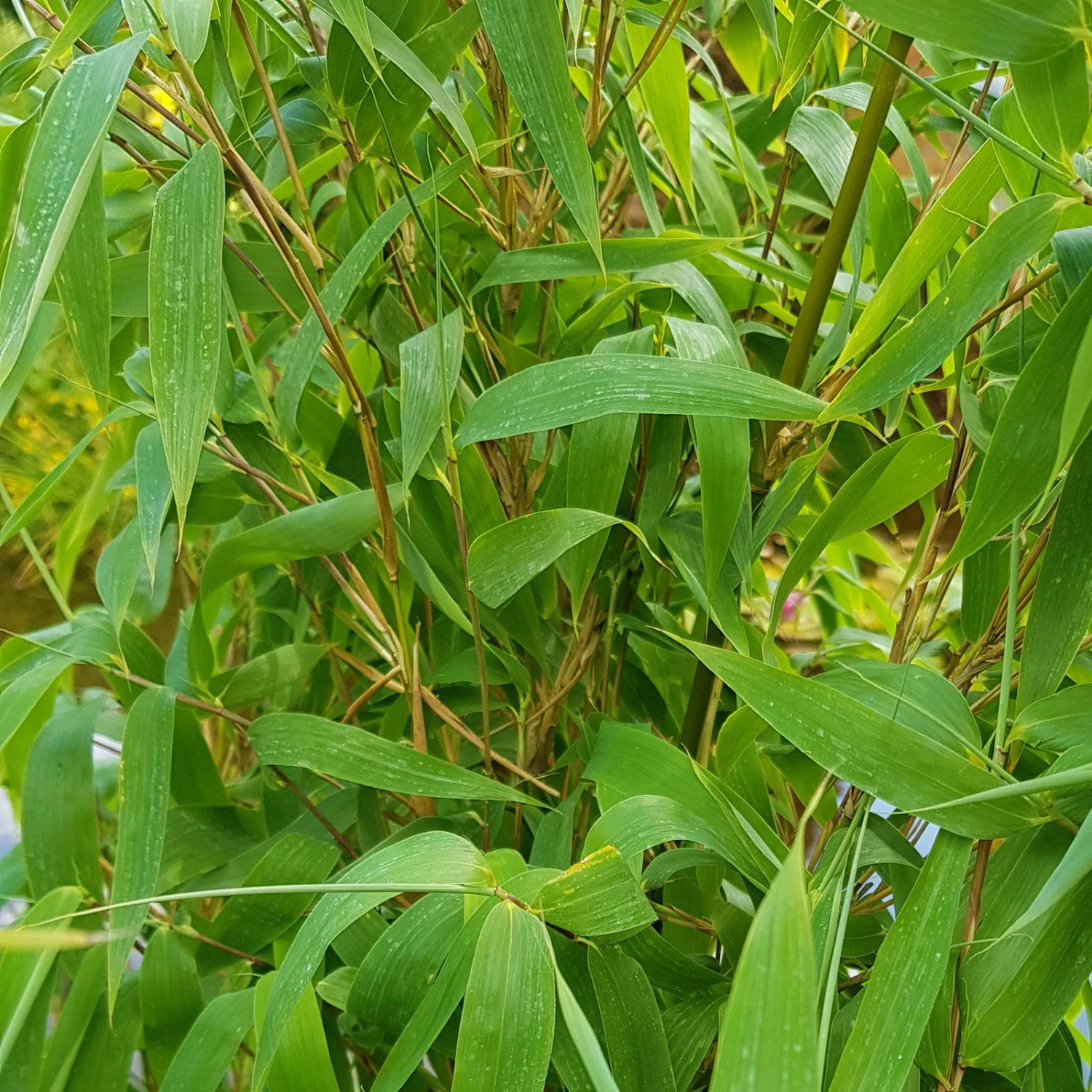 Mein Bambusgarten, 10er-Set, Immergrün, Höhe Ca. 80 Cm, Topf 7,5/10 Liter 17 Mein Bambusgarten, 10er-Set, Immergrün, Höhe Ca. 80 Cm, Topf 7,5/10 Liter – Bild 15