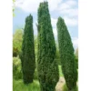Grüne-Säuleneibe, Taxus Baccata 'Fastigiata Robusta', 4er-Set, Topf 3 Liter -Garten Atmos Verkaufsgeschäft 0430106951 0430106952 0430106953 0430106954 0430106955 Taxus bacc Fastigiata Robusta1 62986