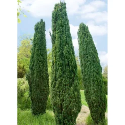 Grüne-Säuleneibe, Taxus Baccata 'Fastigiata Robusta', 4er-Set, Topf 3 Liter