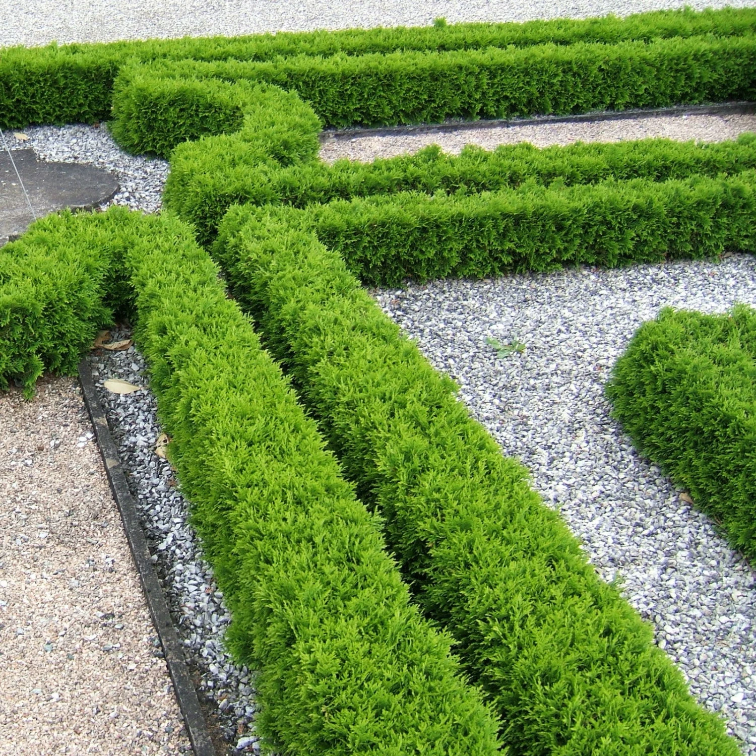 Kugel-Lebensbaum 'Mecki'®, 10er-Set, Höhe 15-20 Cm, Topf 3 Liter 5 Kugel-Lebensbaum 'Mecki'®, 10er-Set, Höhe 15-20 Cm, Topf 3 Liter – Bild 3