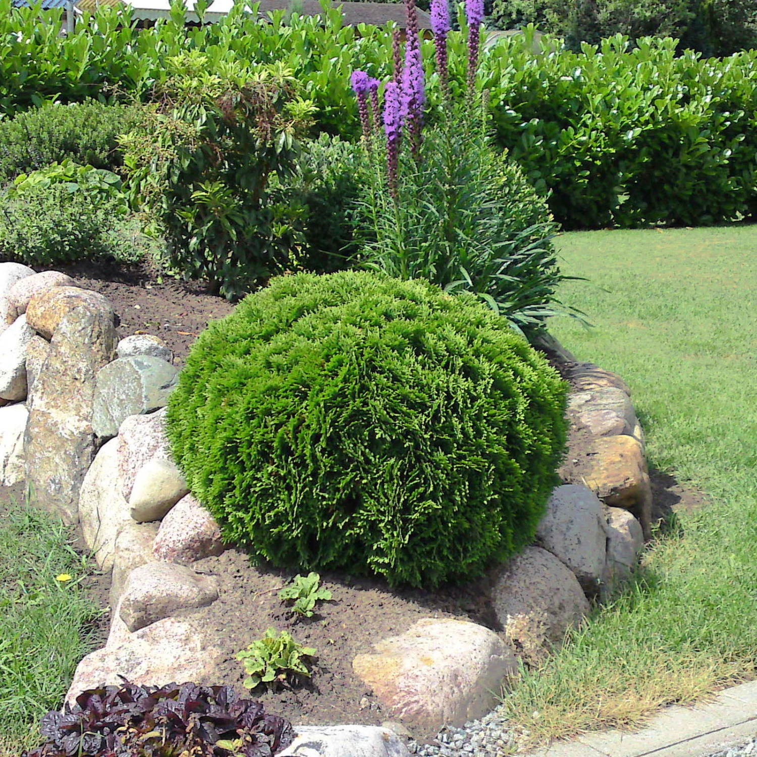 Kugel-Lebensbaum 'Mecki'®, 10er-Set, Höhe 15-20 Cm, Topf 3 Liter 4 Kugel-Lebensbaum 'Mecki'®, 10er-Set, Höhe 15-20 Cm, Topf 3 Liter – Bild 2