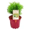 Kugel-Lebensbaum 'Mecki'®, 10er-Set, Höhe 15-20 Cm, Topf 3 Liter -Garten Atmos Verkaufsgeschäft 0430350450 Thuja occ Mecki 10er Set 111826