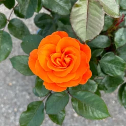 Beetrose 'Westzeit®', Orange-aprikot Bis Rosa, Topf 6 Liter -Garten Atmos Verkaufsgeschäft 0460200487 Westzeit Beetrose orange apricot 7 126462