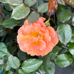 Beetrose 'Westzeit®', Orange-aprikot Bis Rosa, Topf 6 Liter -Garten Atmos Verkaufsgeschäft 0460200487 Westzeit Beetrose orange apricot 8 126461