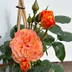 Beetrose 'Westzeit®', Orange-aprikot Bis Rosa, Topf 6 Liter -Garten Atmos Verkaufsgeschäft 0460200487 beetrose westzeit premium 4 123885