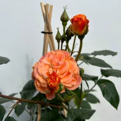 Beetrose 'Westzeit®', Orange-aprikot Bis Rosa, Topf 6 Liter -Garten Atmos Verkaufsgeschäft 0460200487 beetrose westzeit premium 5 123887