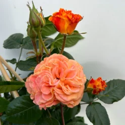 Beetrose 'Westzeit®', Orange-aprikot Bis Rosa, Topf 6 Liter -Garten Atmos Verkaufsgeschäft 0460200487 beetrose westzeit premium 6 123886