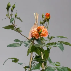 Beetrose 'Westzeit®', Orange-aprikot Bis Rosa, Topf 6 Liter -Garten Atmos Verkaufsgeschäft 0460200487 beetrose westzeit premium1 124082