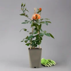 Beetrose 'Westzeit®', Orange-aprikot Bis Rosa, Topf 6 Liter -Garten Atmos Verkaufsgeschäft 0460200487 beetrose westzeit premium 124081