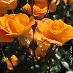 Beetrose 'Westzeit®', Orange-aprikot Bis Rosa, Topf 6 Liter -Garten Atmos Verkaufsgeschäft 0460200487 Beetrose Westzeit RGB Copyright NEU 42091