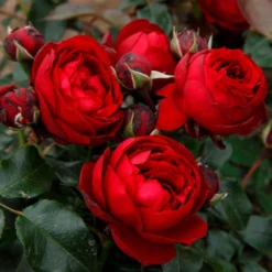 Beetrose 'Till Eulenspiegel®', Rot, Topf 6 Liter 12 Beetrose 'Till Eulenspiegel®', Rot, Topf 6 Liter -Garten Atmos Verkaufsgeschäft 0460200857 KB Till Eulenspiegel Beetrose Co6lt rot1 75086