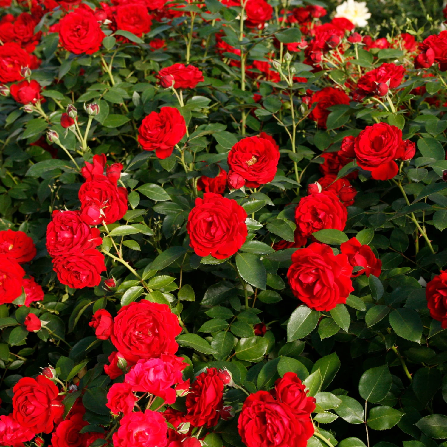 Beetrose 'Till Eulenspiegel®', Rot, Topf 6 Liter 4 Beetrose 'Till Eulenspiegel®', Rot, Topf 6 Liter – Bild 2