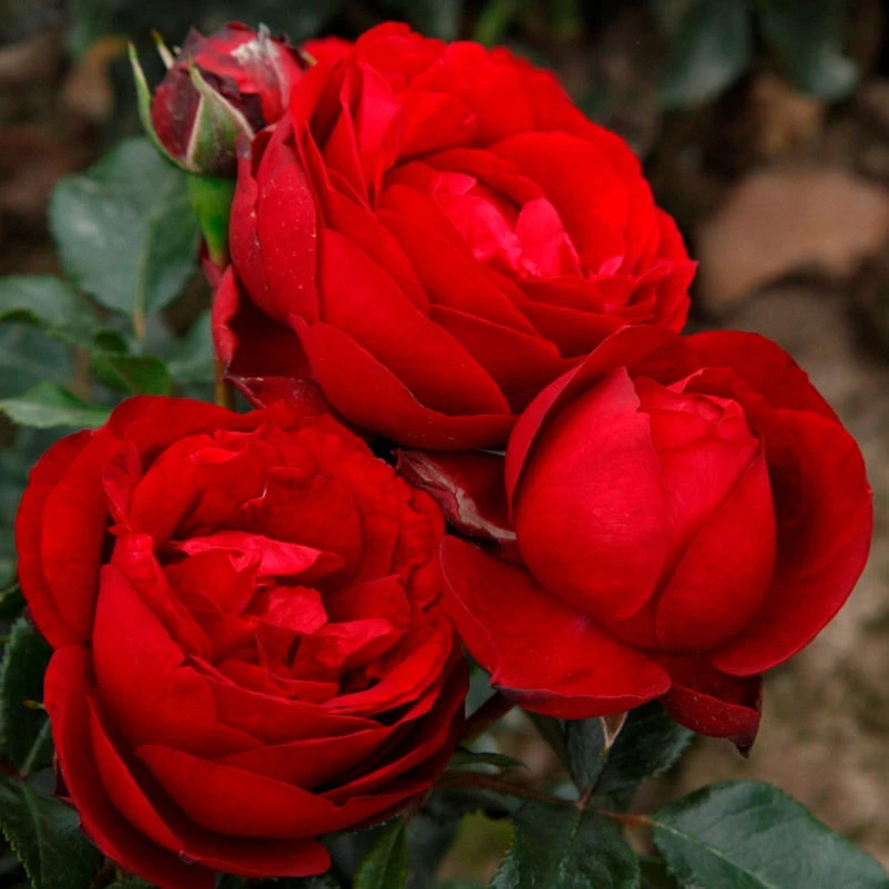 Beetrose 'Till Eulenspiegel®', Rot, Topf 6 Liter 3 Beetrose 'Till Eulenspiegel®', Rot, Topf 6 Liter