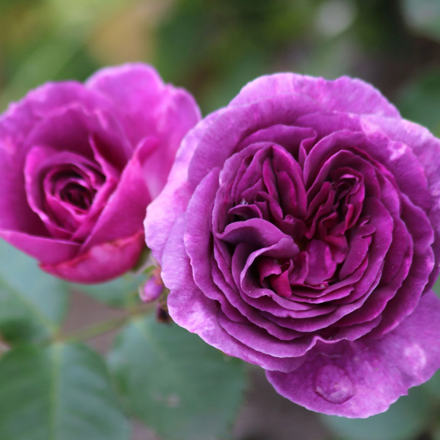 Duftende Beetrose 'Minerva®', Violett, Topf 6 Liter 4 Duftende Beetrose 'Minerva®', Violett, Topf 6 Liter – Bild 2