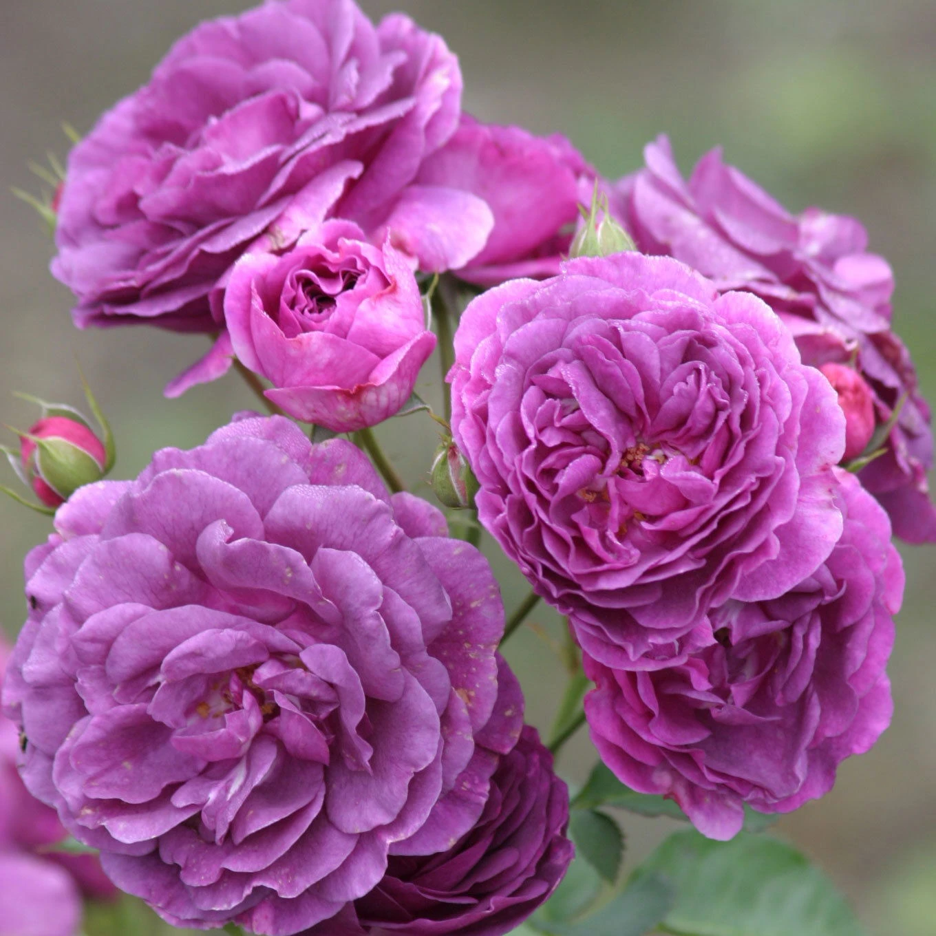 Duftende Beetrose 'Minerva®', Violett, Topf 6 Liter 6 Duftende Beetrose 'Minerva®', Violett, Topf 6 Liter – Bild 4