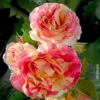 Französische Rose 'Claude Monet'®, Topf 6 Liter