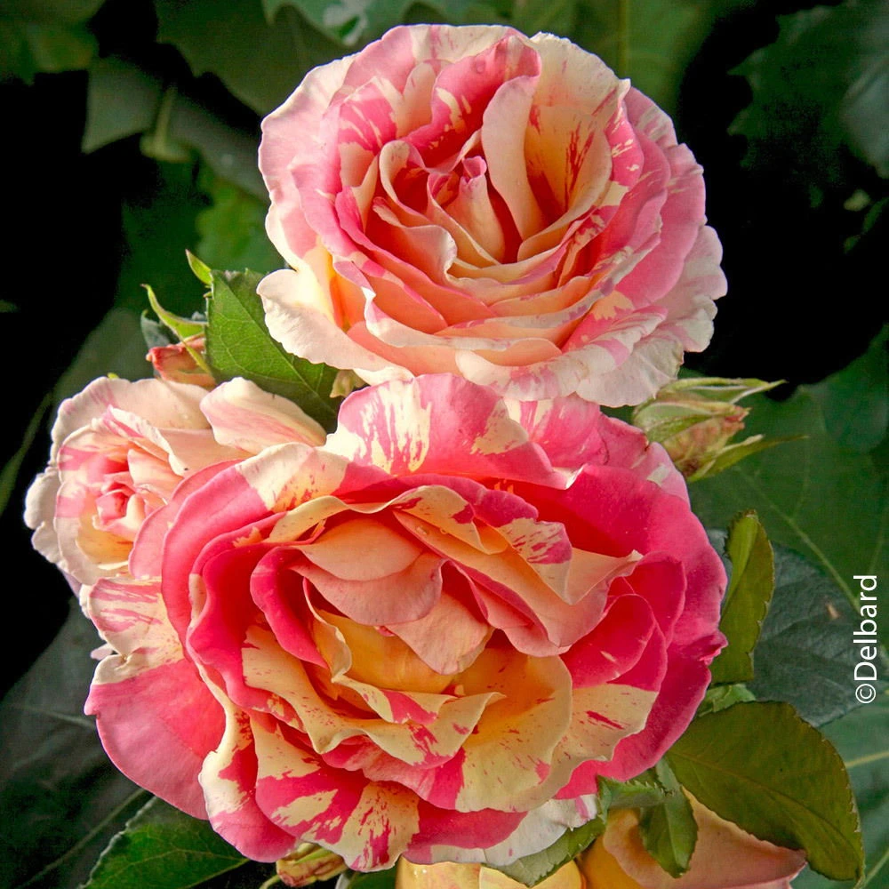 Französische Rose 'Claude Monet'®, Topf 6 Liter 3 Französische Rose 'Claude Monet'®, Topf 6 Liter